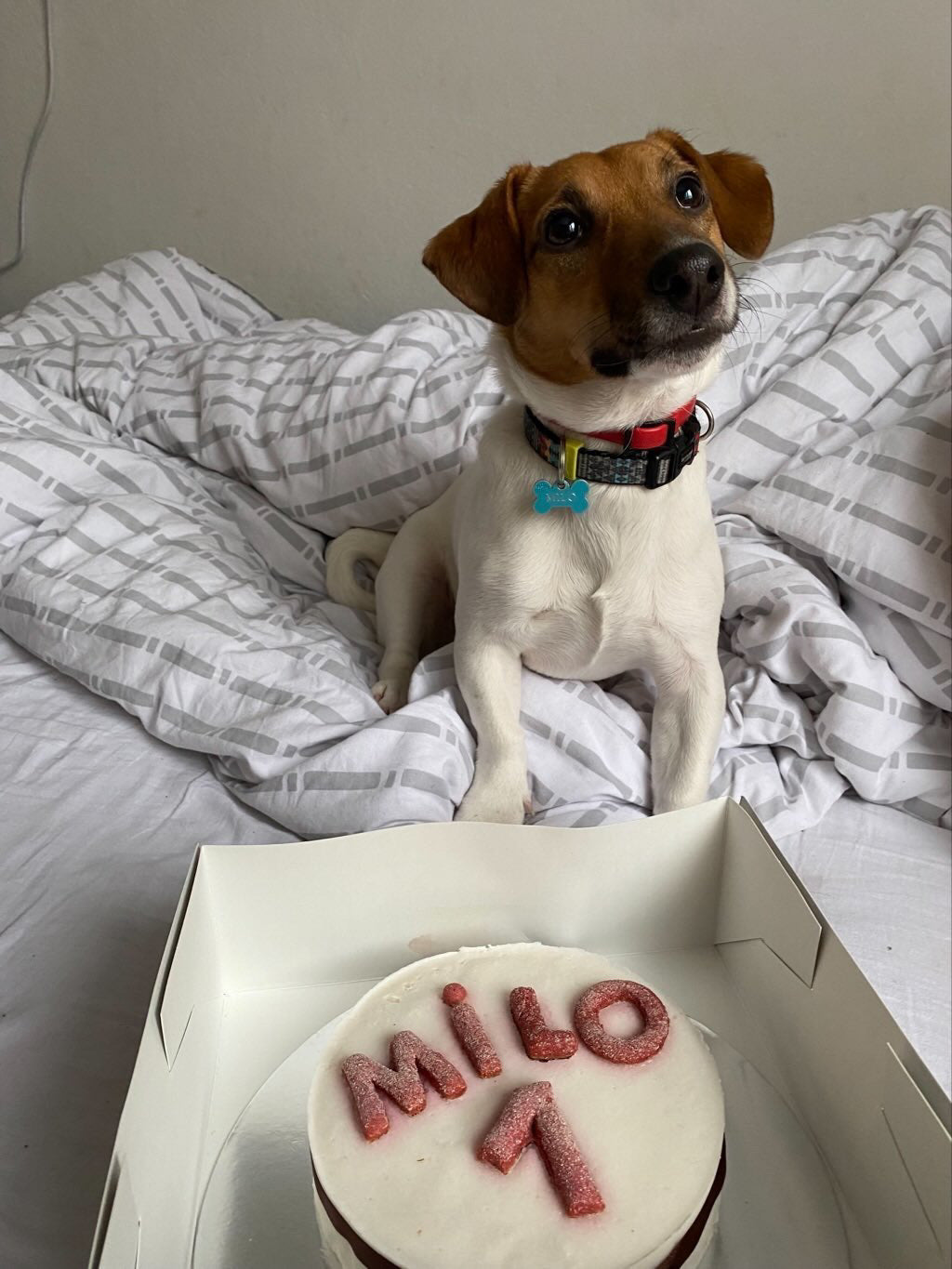 PASJA TORTA