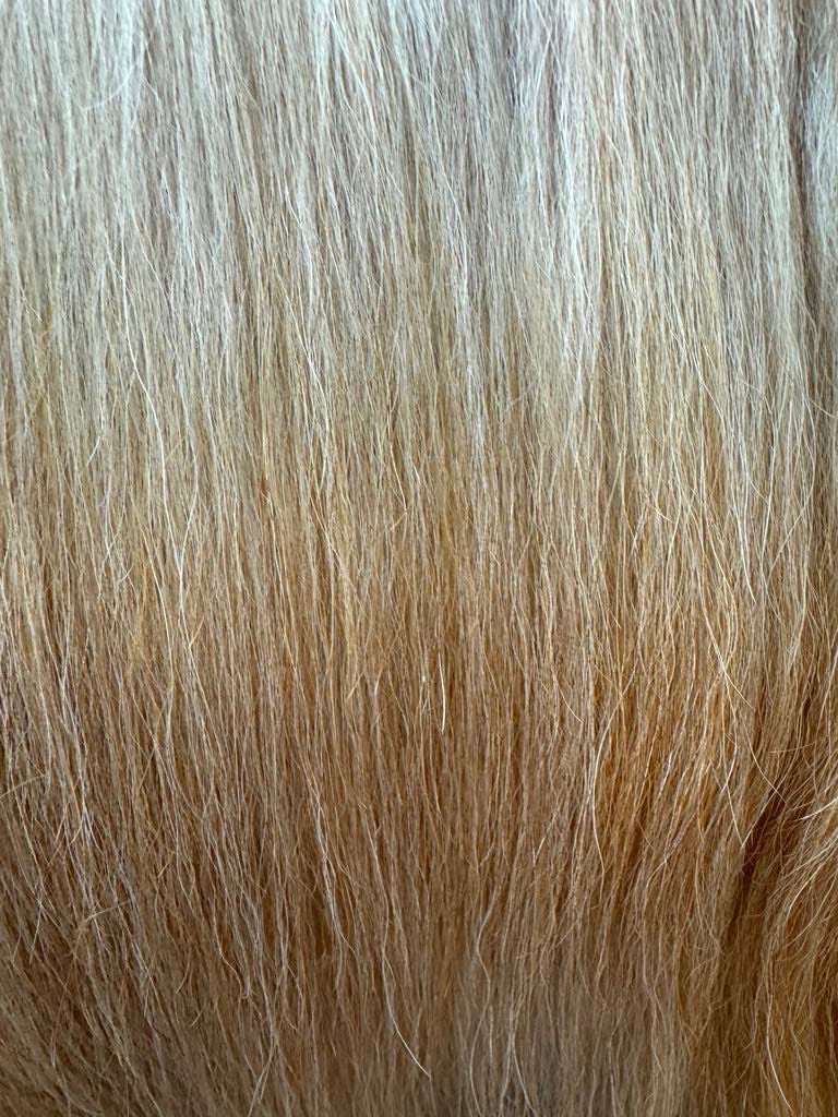 Silky dog