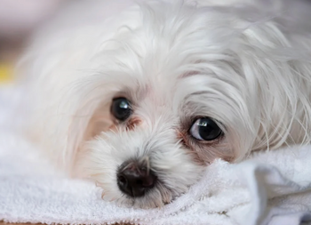 Nad pigmentne madeže – s pravo prehrano Nature’s Protection