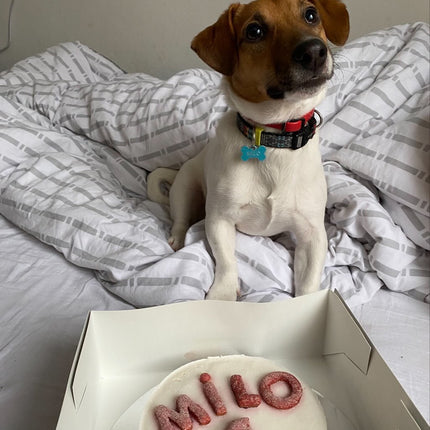PASJA TORTA