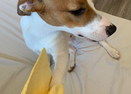 Magična brisača za živali