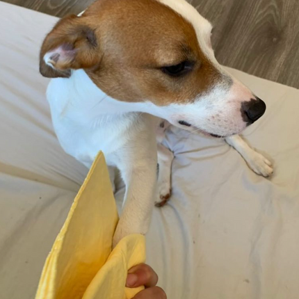 Magična brisača za živali