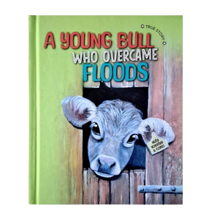 A young bull who overcame floods