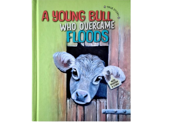 A young bull who overcame floods