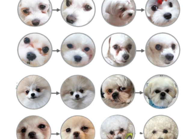 Briketi za belo dlako – Jagnjetina (mini & male pasme, odrasli psi)