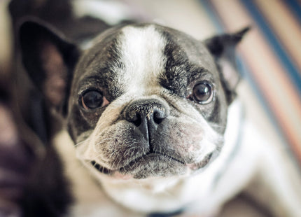 Gel za zaščito pasjih smrčkov in blazinic