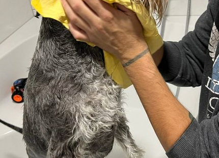 Magična brisača za živali