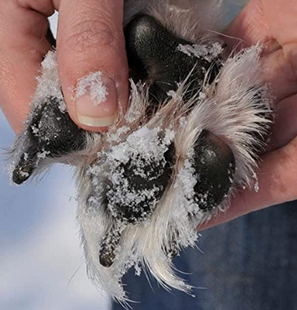 Gel za zaščito pasjih smrčkov in blazinic