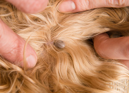 Šampon Protective - bolhe in klopi