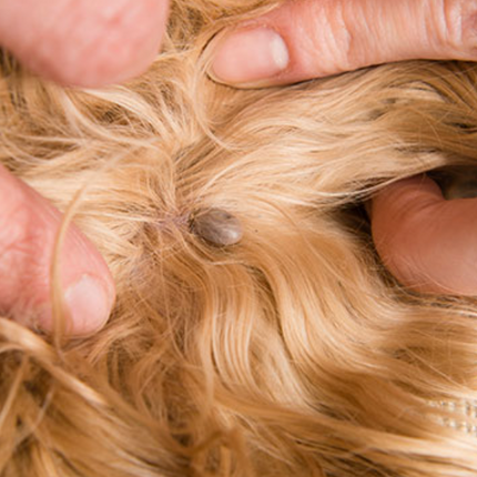 Šampon Protective - bolhe in klopi