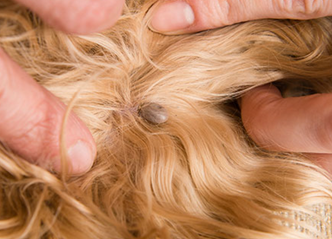 Šampon Protective - bolhe in klopi