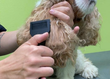 Rezalnik vozljev Mars