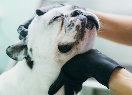 Silikonske rokavice za odstranjevanje odmrle dlake