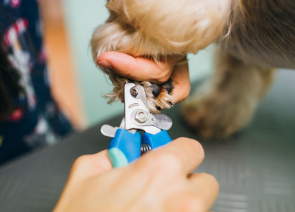 Klešče za krajšanje krempljev manjših in srednje velikih psov