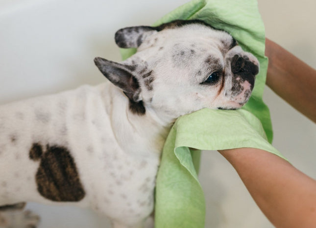 Magična brisača za živali